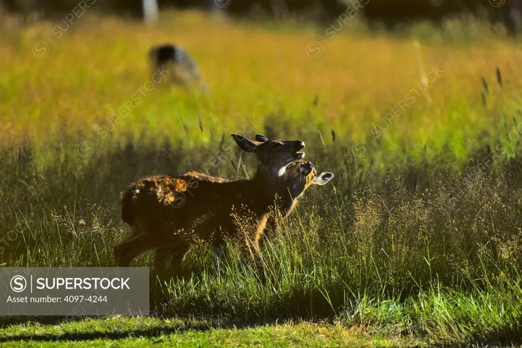 Canada, Vancouver Island, Black Tailed Deer (Odocoileus hemionus columbianus)