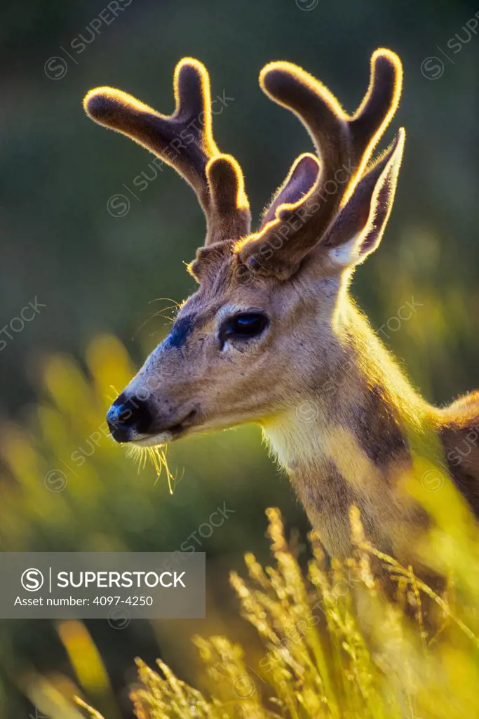 USA, Washington state, Olympic National Park, Black Tailed Deer (Odocoileus hemionus columbianus)