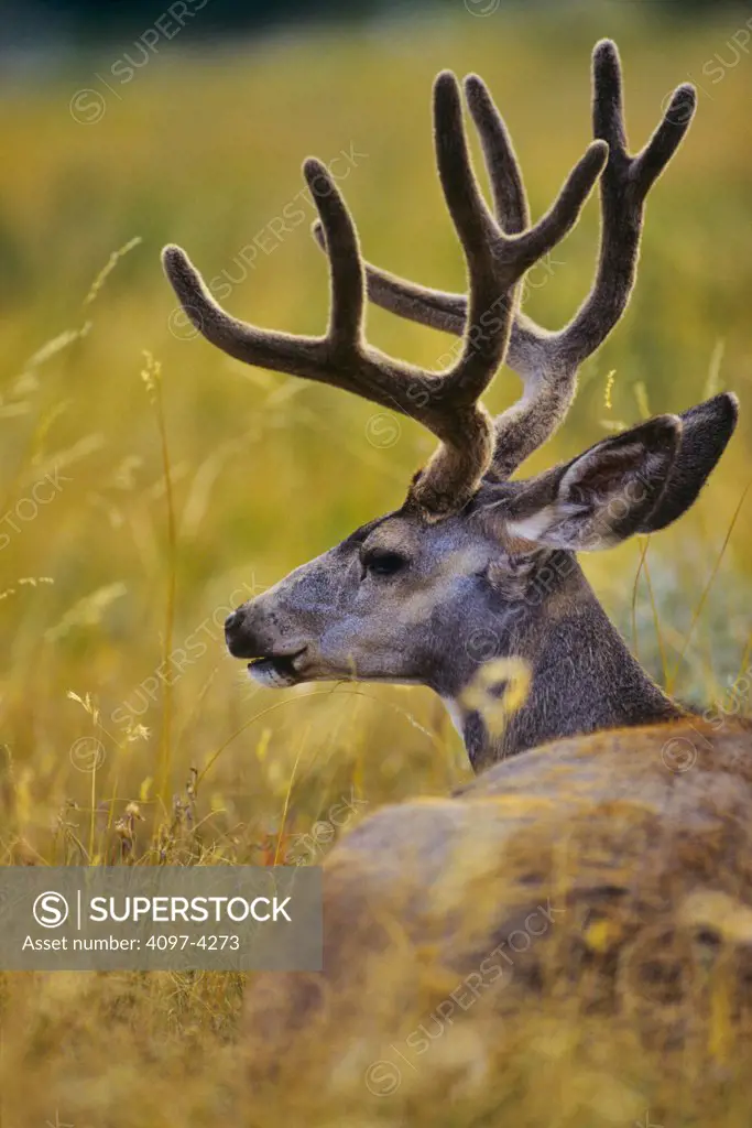 USA, Washington state, Olympic National Park, Black Tailed Deer (Odocoileus hemionus columbianus)