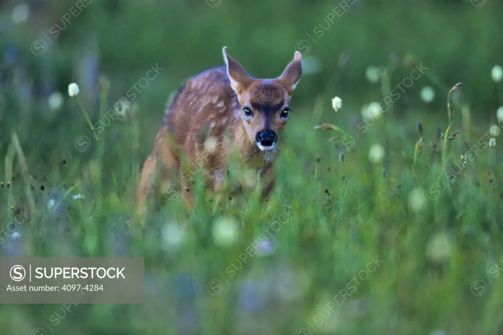 USA, Washington state, Olympic National Park, Black Tailed Deer fawn (Odocoileus hemionus columbianus)