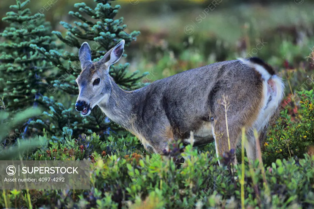 USA, Washington state, Olympic National Park, Black Tailed Deer (Odocoileus hemionus columbianus)