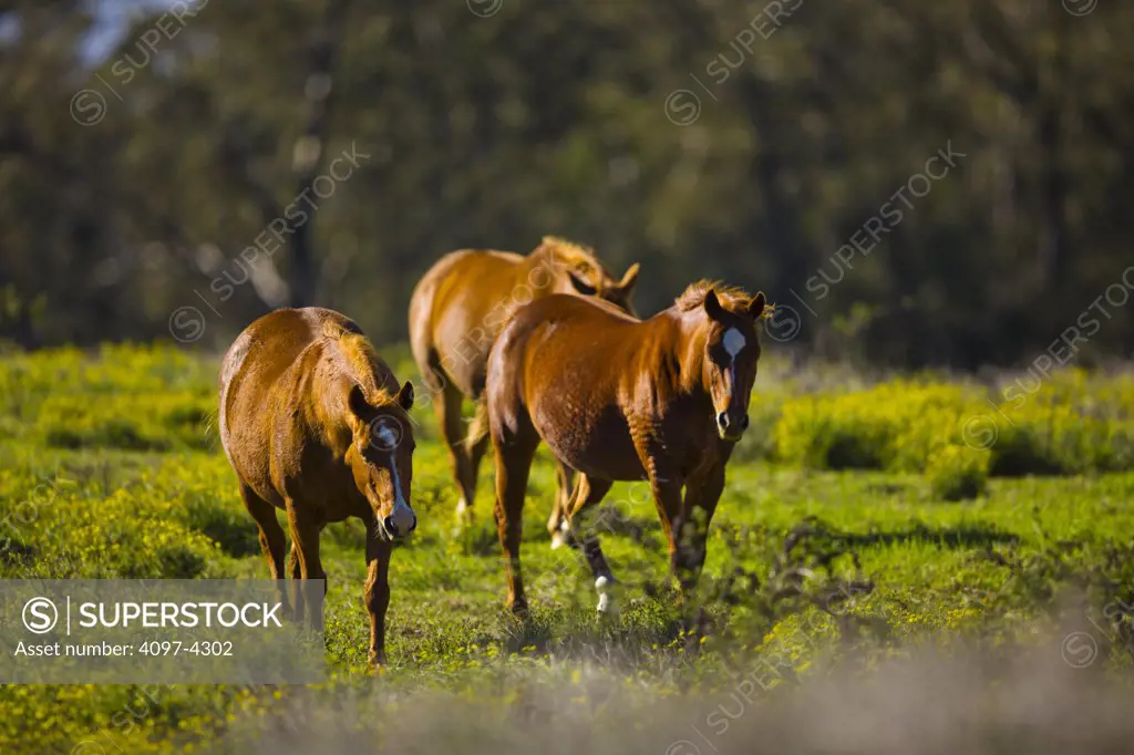 Three horses in a ranch, Maui, Hawaii, USA