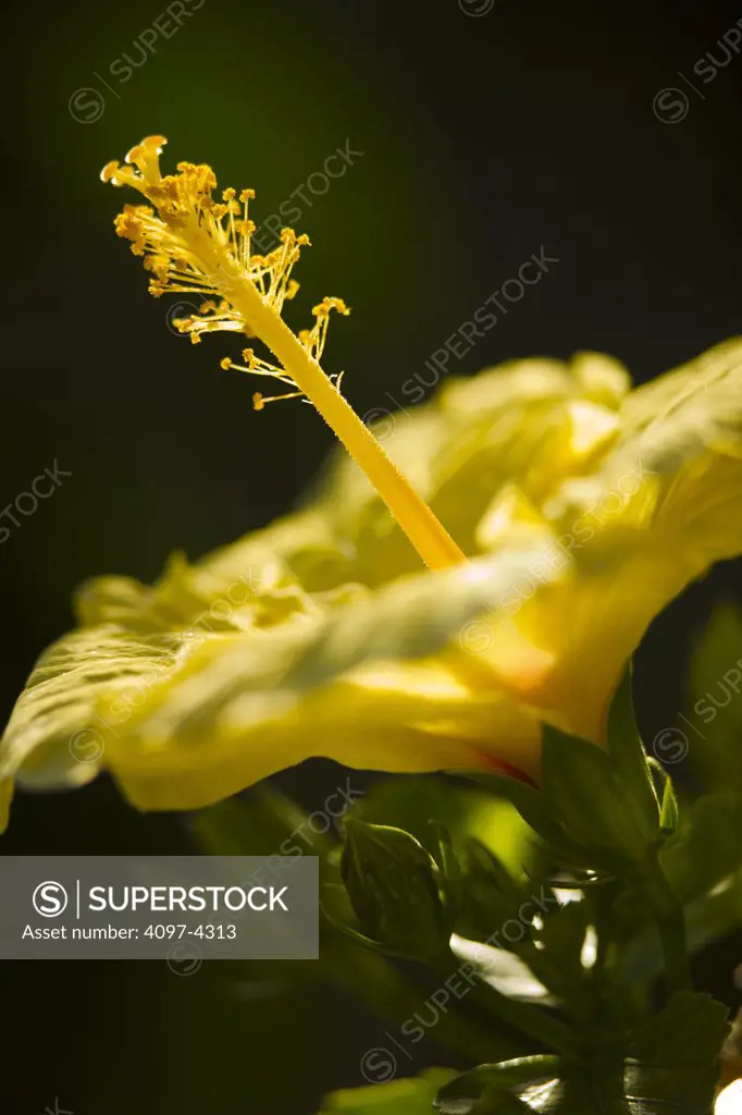 Close-up of a yellow Hibiscus flower, Maui, Hawaii, USA