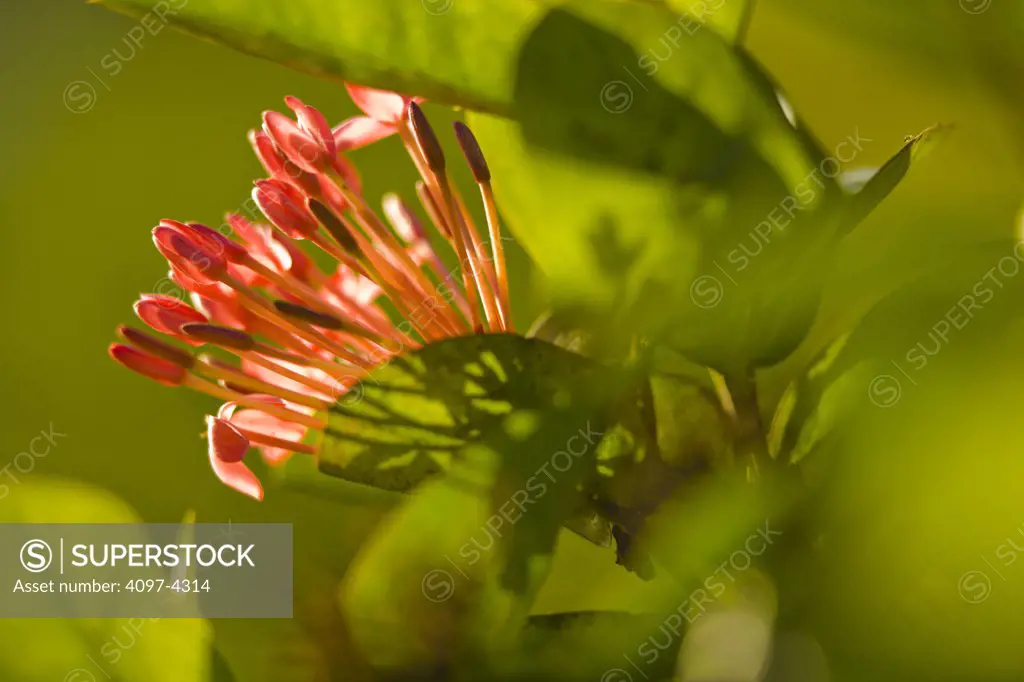 Close-up of Jungle geranium (Ixora coccinea), Maui, Hawaii, USA