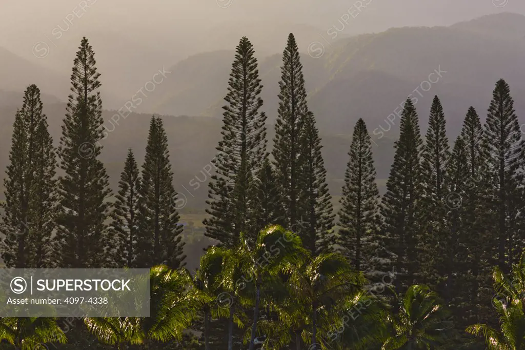 Trees with West Maui Mountains in the background, Kaanapali, Maui, Hawaii, USA
