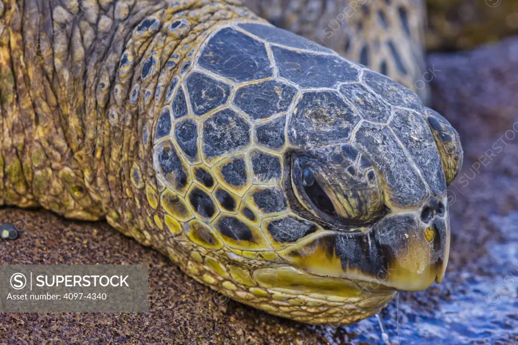 Close-up of a turtle, Maui, Hawaii, USA