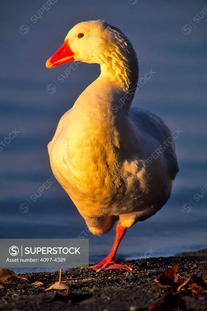 Canada, Vancouver Island, Norwegian White Geese