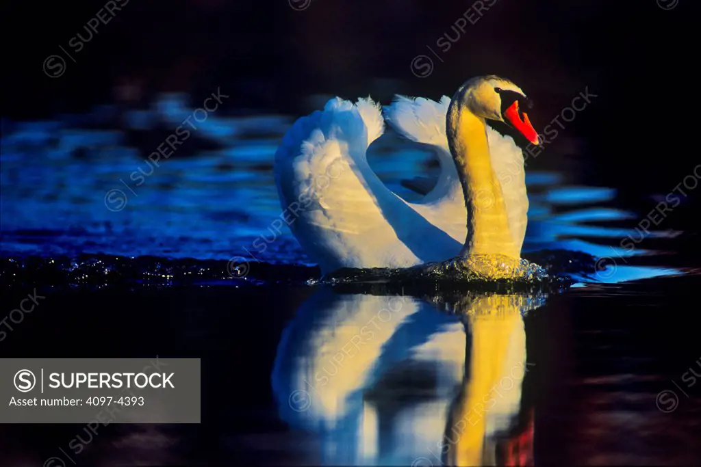 Canada, Vancouver Island, Mute Swan (Cygnus olor)