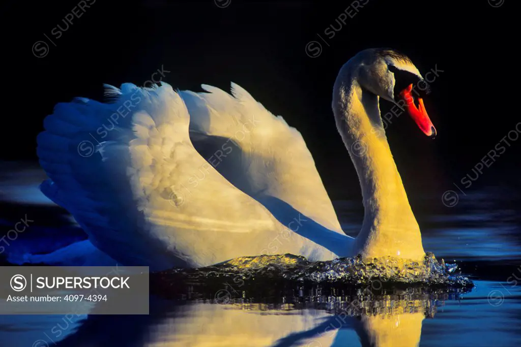 Canada, Vancouver Island, Mute Swan (Cygnus olor)