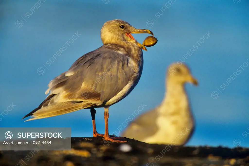 Canada, Vancouver Island, Glaucous-winged Gull (Larus glaucescens)