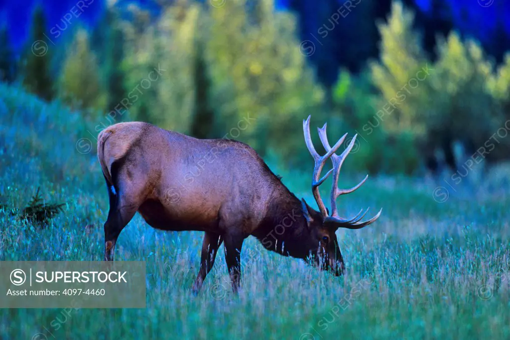 Canada, Alberta, Elk, Jasper National Park