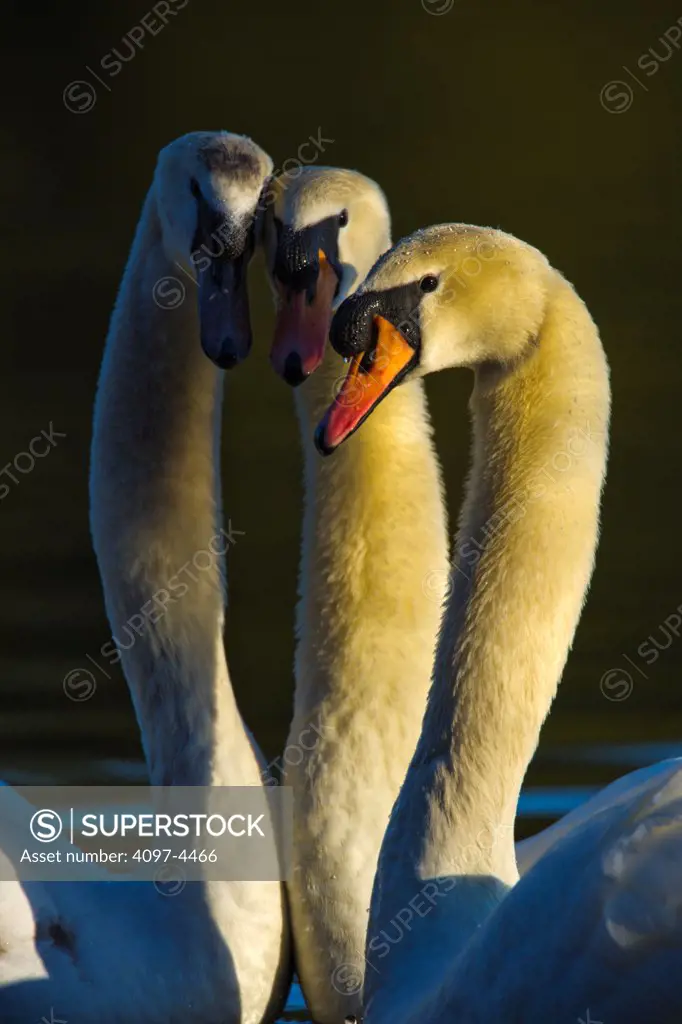 Canada, Vancouver Island, Mute Swan (Cygnus buccinator)