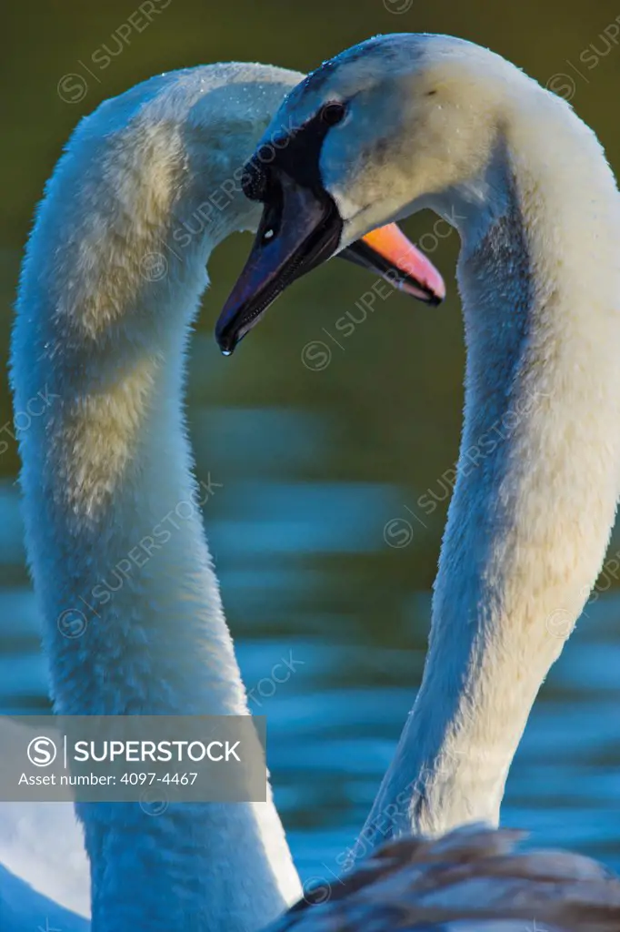 Canada, Vancouver Island, Mute Swan (Cygnus buccinator)