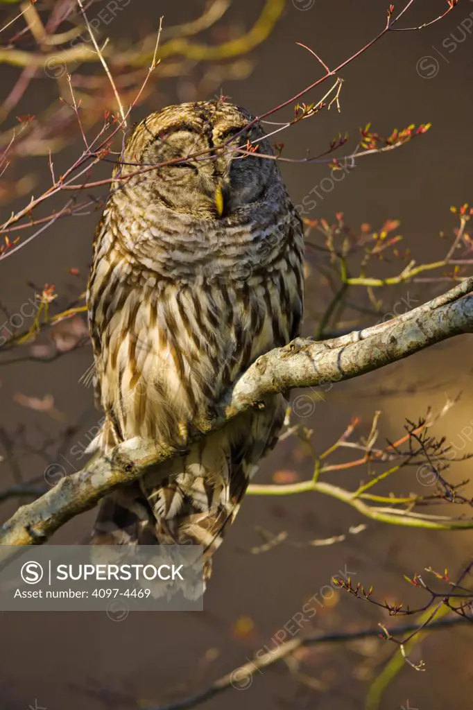 Canada, Vancouver Island, Barred Owl