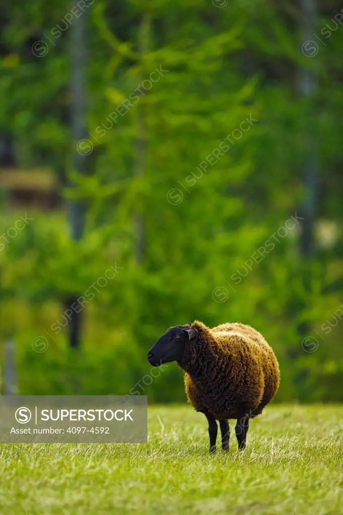 Canada, Vancouver Island, Sheep in pasture