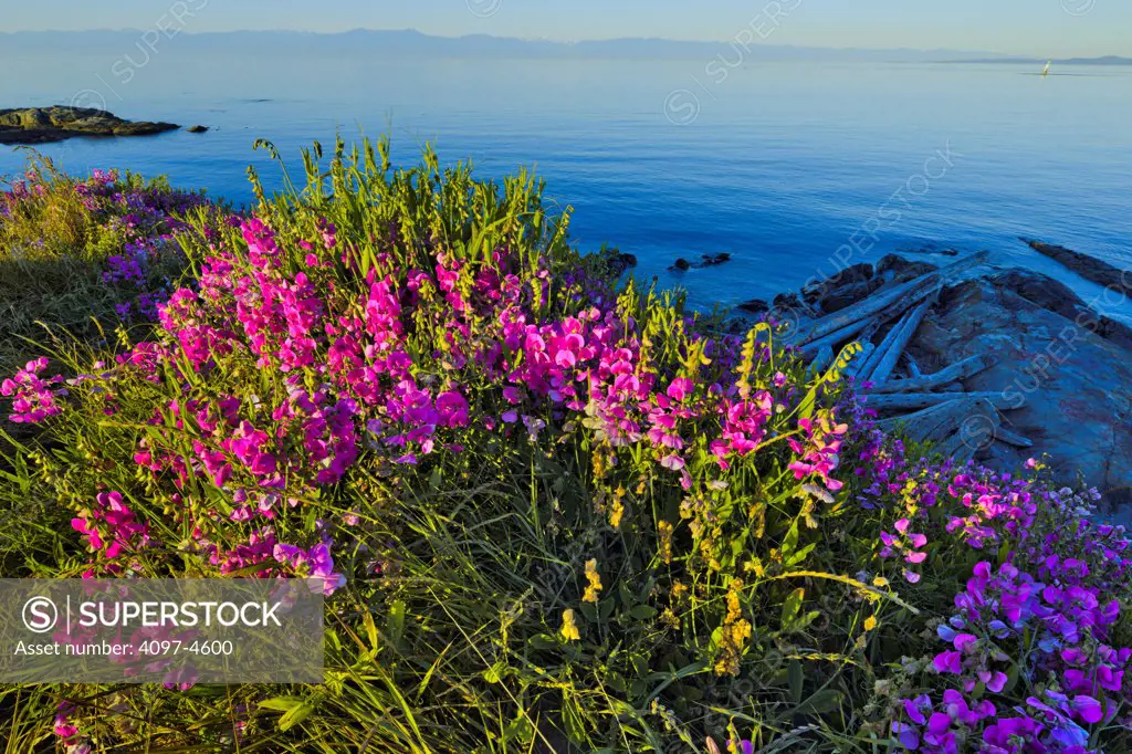 Canada, Vancouver Island, Victoria, Beach Pea flowers on sea cliff