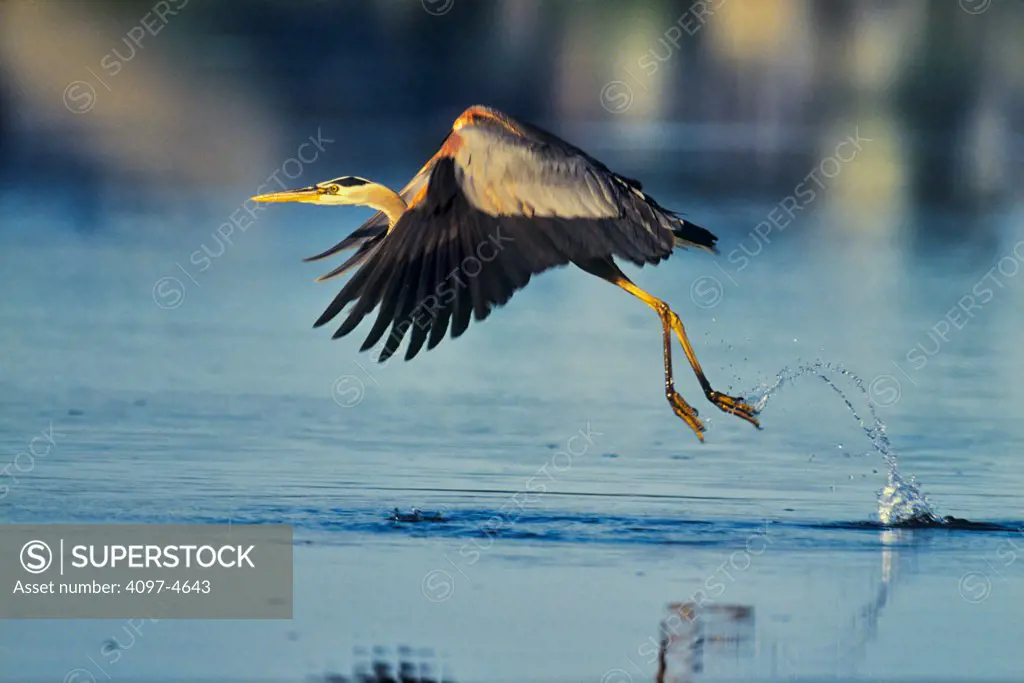 Canada, British Columbia, Vancouver Island Great Blue Heron (Ardea herodias)