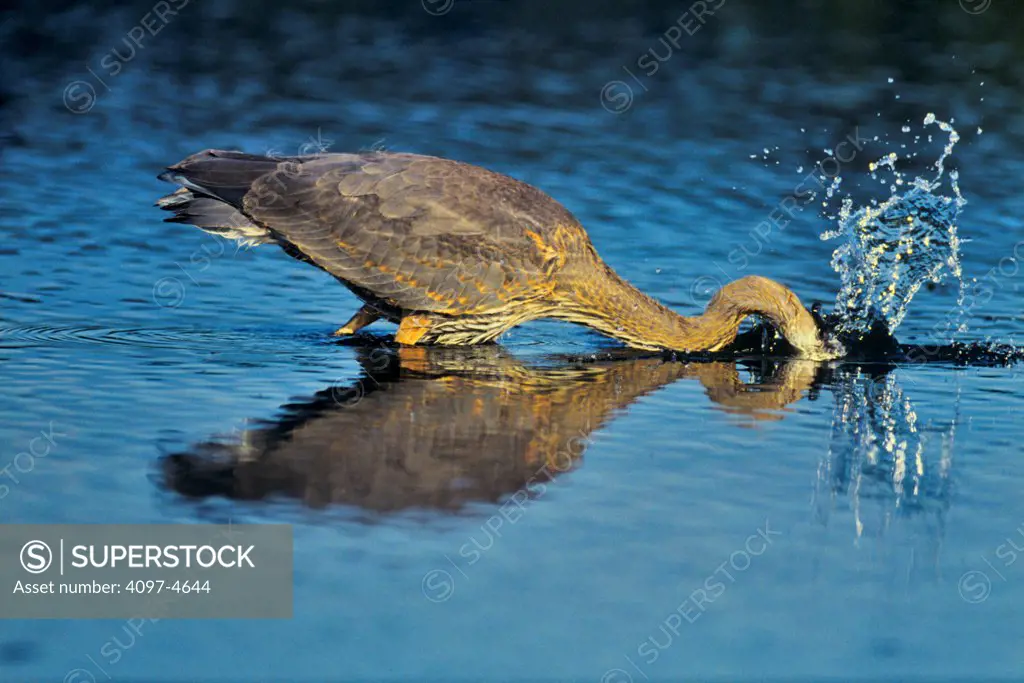 Canada, British Columbia, Vancouver Island Great Blue Heron (Ardea herodias)
