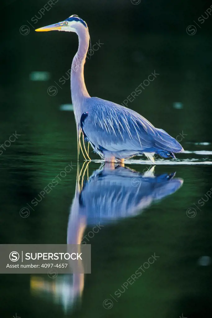 Canada, British Columbia, Vancouver Island Great Blue Heron (Ardea herodias)