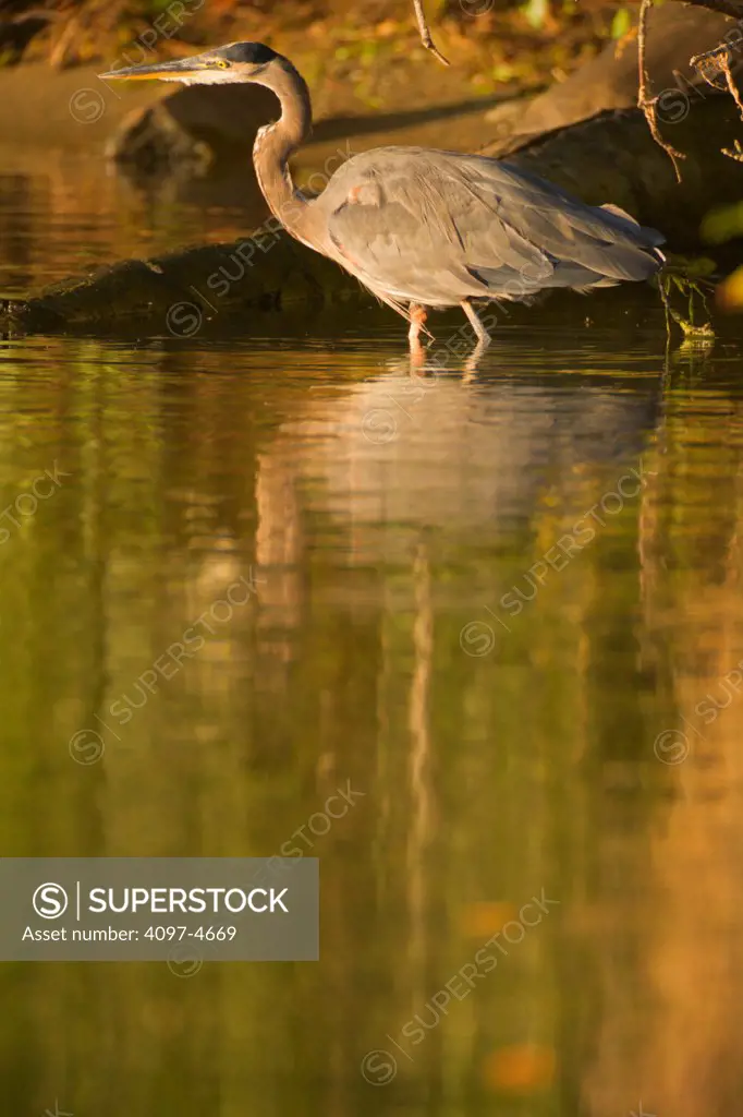 Canada, British Columbia, Vancouver Island, Elk Lake, Great Blue Heron (Ardea herodias)