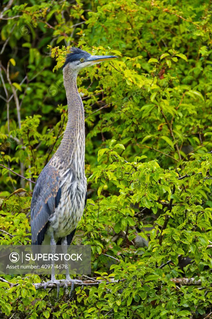 Canada, British Columbia, Vancouver Island, Beacon Hill Park, Great Blue Heron (Ardea herodias)