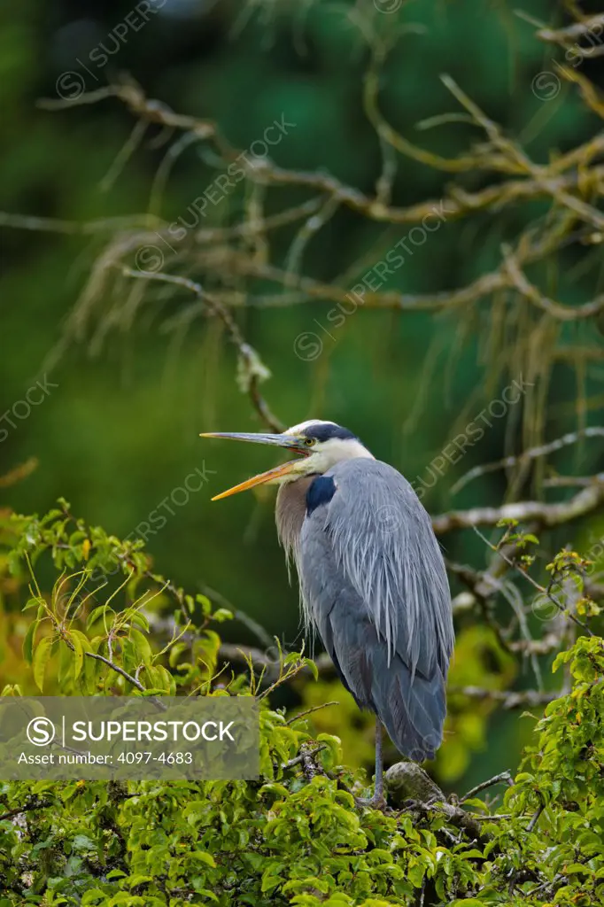 Canada, British Columbia, Vancouver Island, Beacon Hill Park, Great Blue Heron ( Ardea herodias)