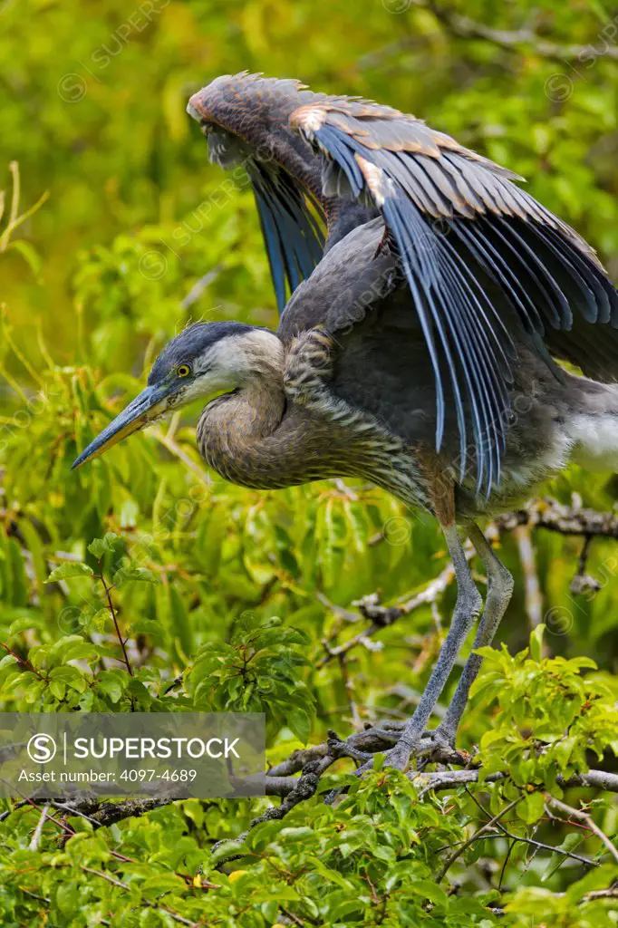 Canada, British Columbia, Vancouver Island, Beacon Hill Park, Great Blue Heron (Ardea herodias)