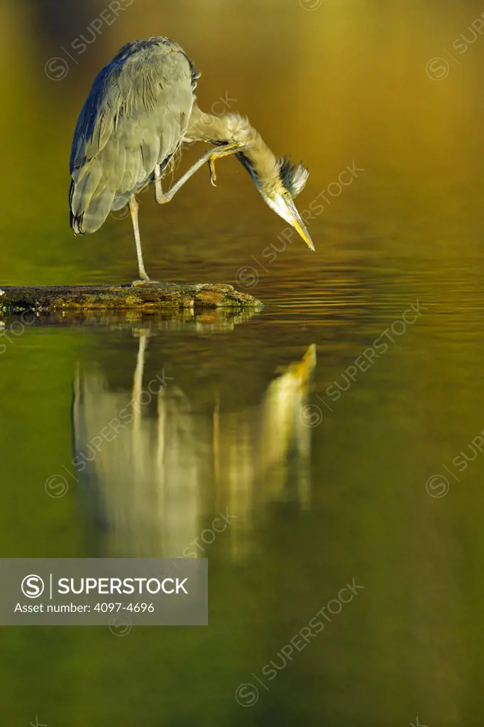 Canada, British Columbia, Vancouver Island, Great Blue Heron (Ardea herodias)
