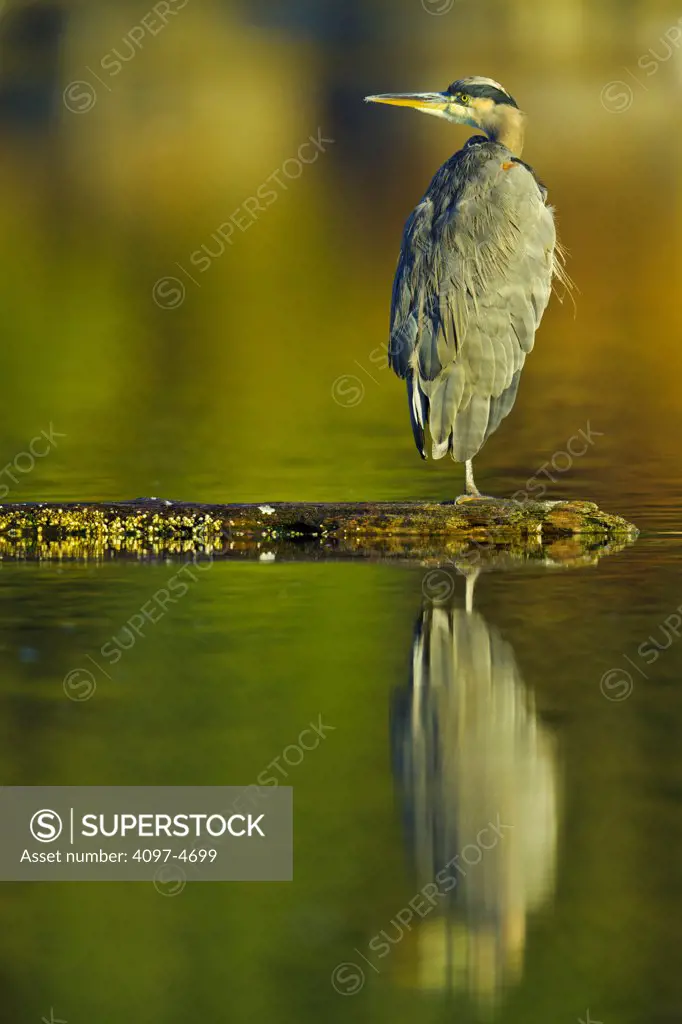 Canada, British Columbia, Vancouver Island, Great Blue Heron (Ardea herodias)