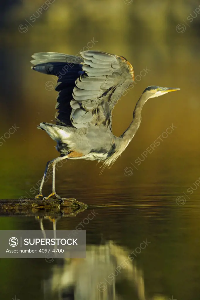 Canada, British Columbia, Vancouver Island, Great Blue Heron (Ardea herodias), taking flight