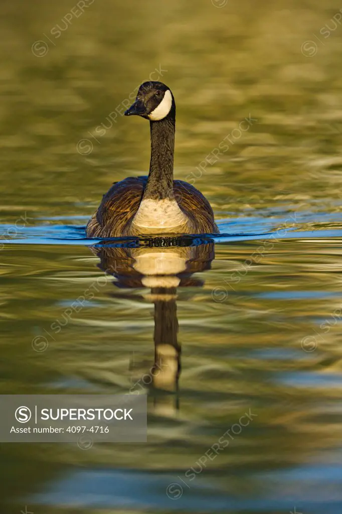 Canada, British Columbia, Vancouver Island, Front view of Canada Goose