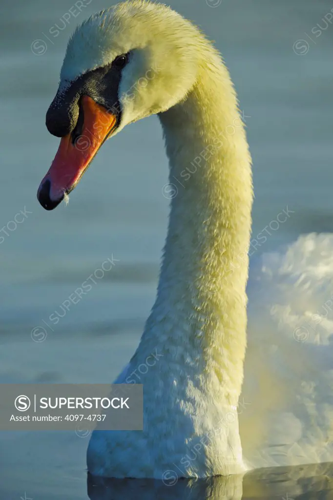 Canada, British Columbia, Vancouver Island, Mute Swan (Cygnus olor)
