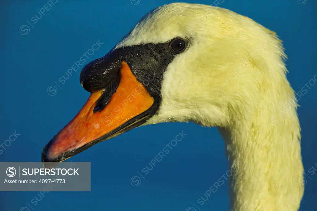 Canada, British Columbia, Vancouver Island, Profile of Mute Swan (Cygnus olor)