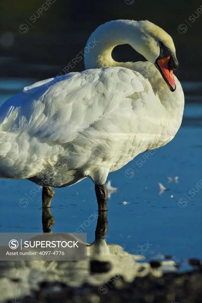 Canada, British Columbia, Vancouver Island, Mute Swan (Cygnus olor) standing in water