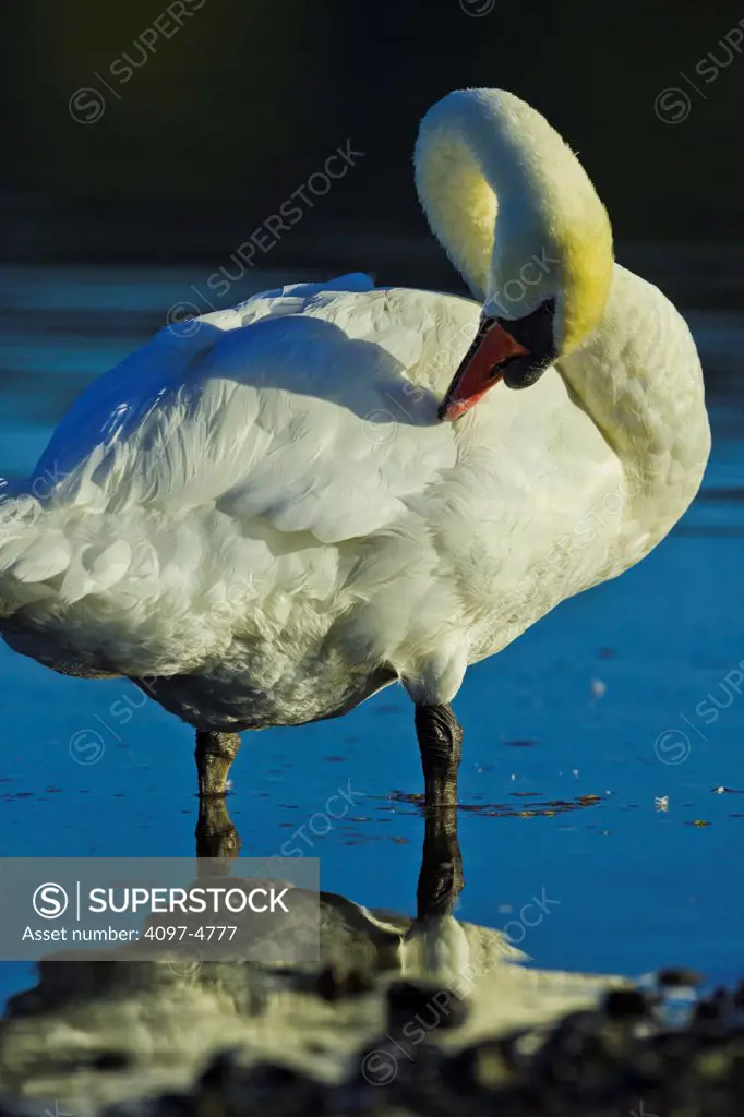 Canada, British Columbia, Vancouver Island, Mute Swan (Cygnus olor) standing in water
