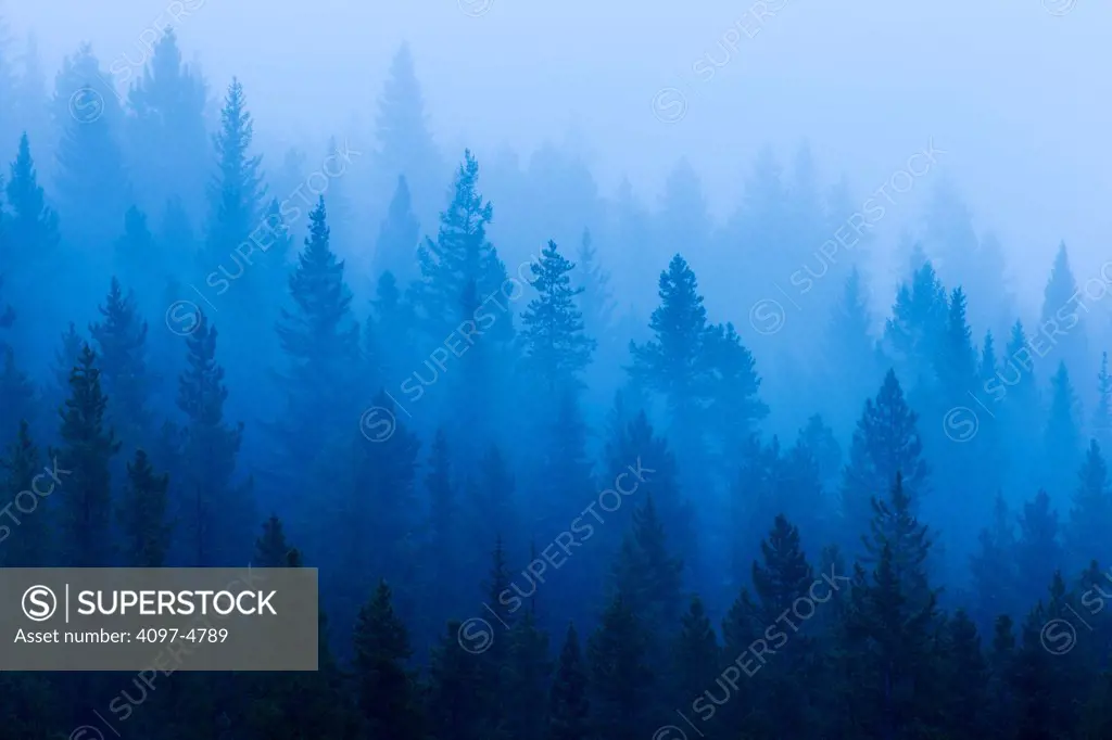 Canada, Alberta, Trees in fog in Banff National Park