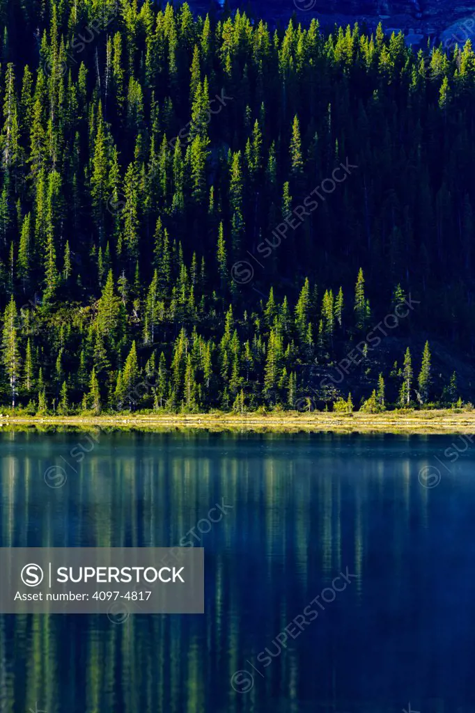Canada, Alberta, Trees reflected in Bow Lake in Banff National Park