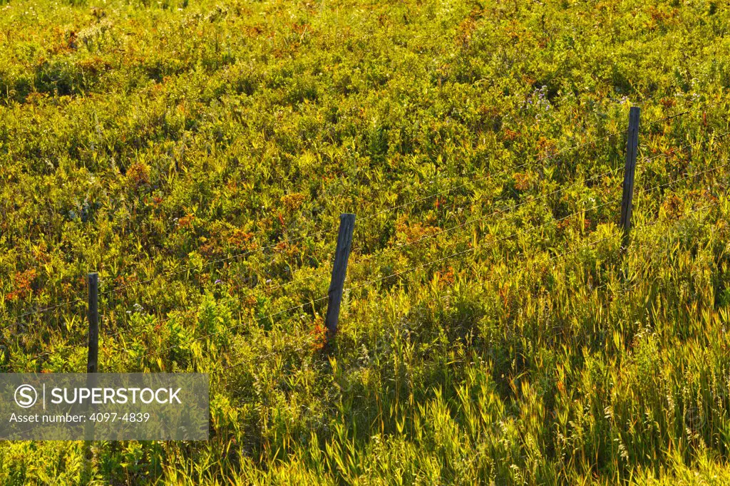 Canada, Alberta, Elevated view of fence posts and pasture
