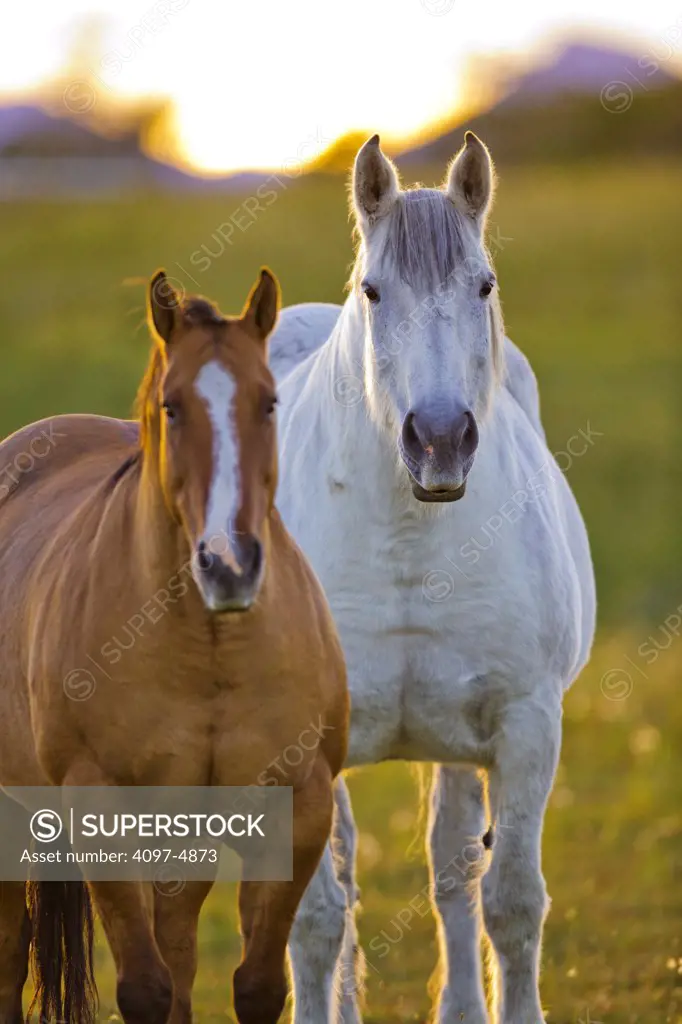 Canada, Alberta, Two horses in field