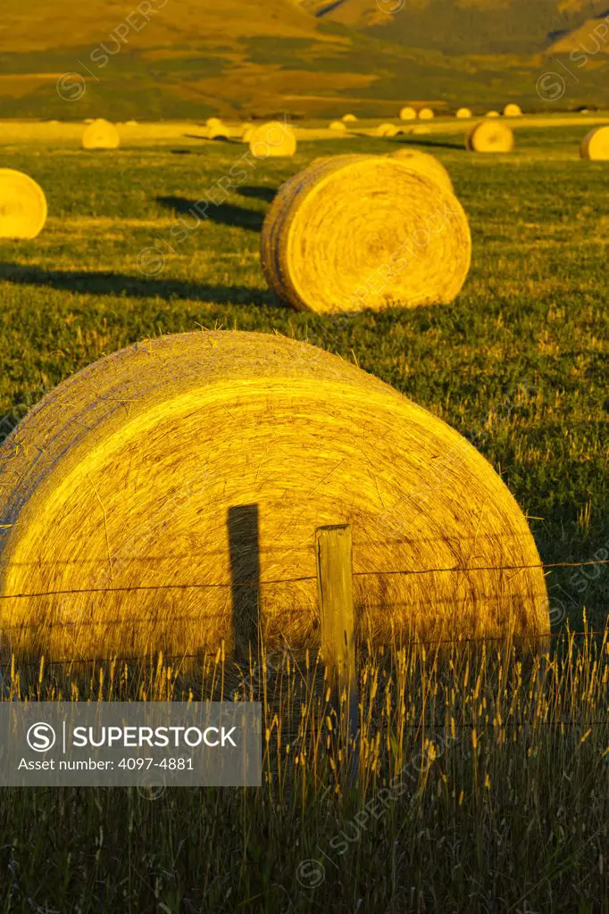 Canada, Alberta, Hay bails on field at sunrise