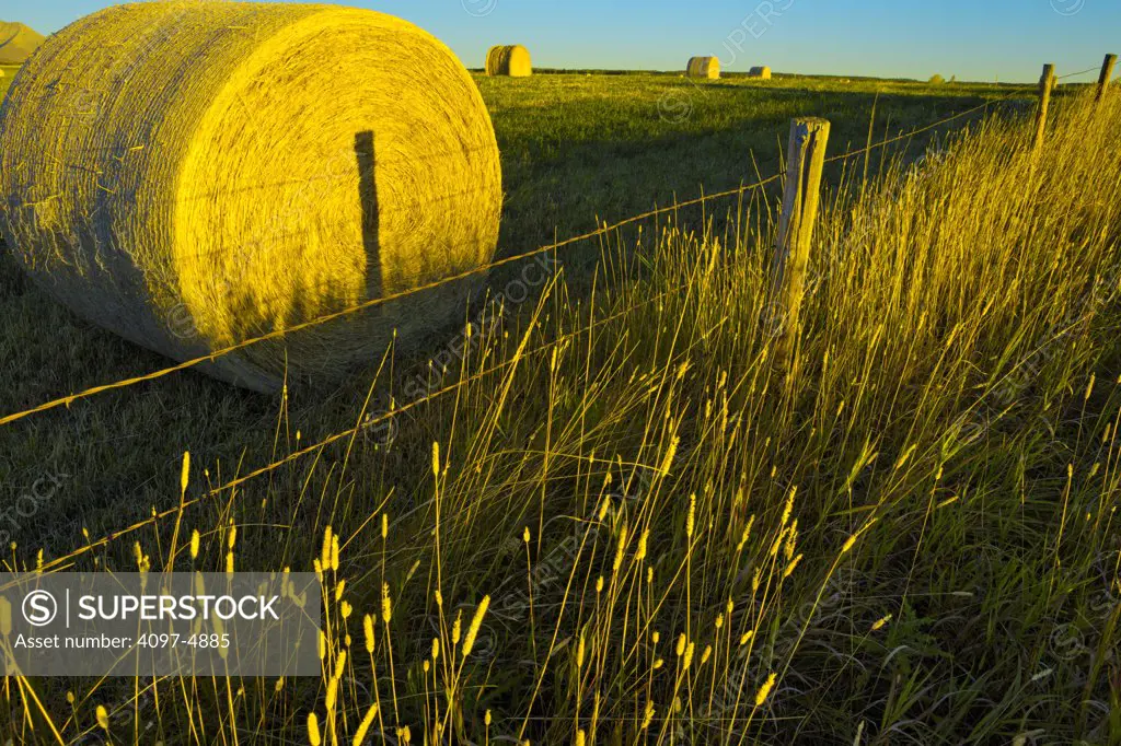 Canada, Alberta, Hay bails in field at sunrise