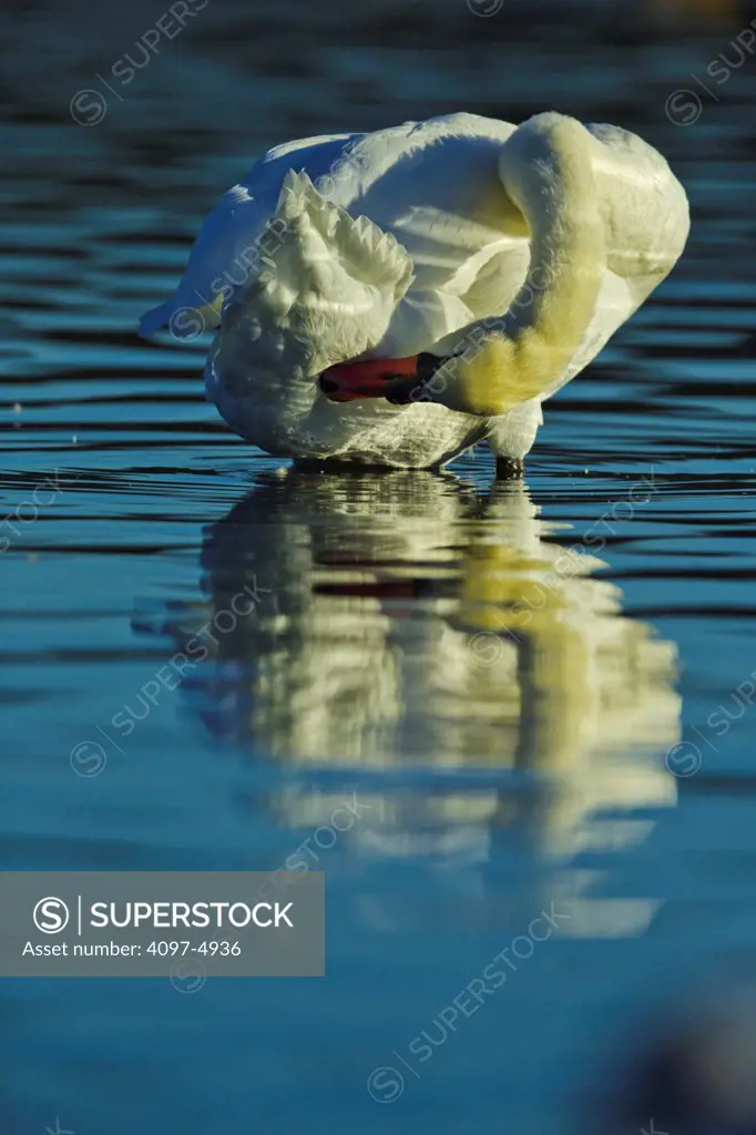 Canada, British Columbia, Vancouver Island, Mute Swan (Cygnus olor)