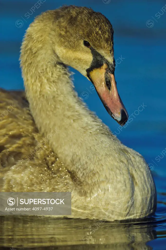 Canada, British Columbia, Vancouver Island, Immature Mute Swan (Cygnus olor)