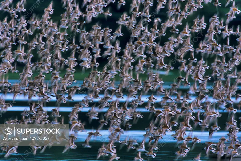 Canada, British Columbia, Vancouver Island, Large flock of birds in flight