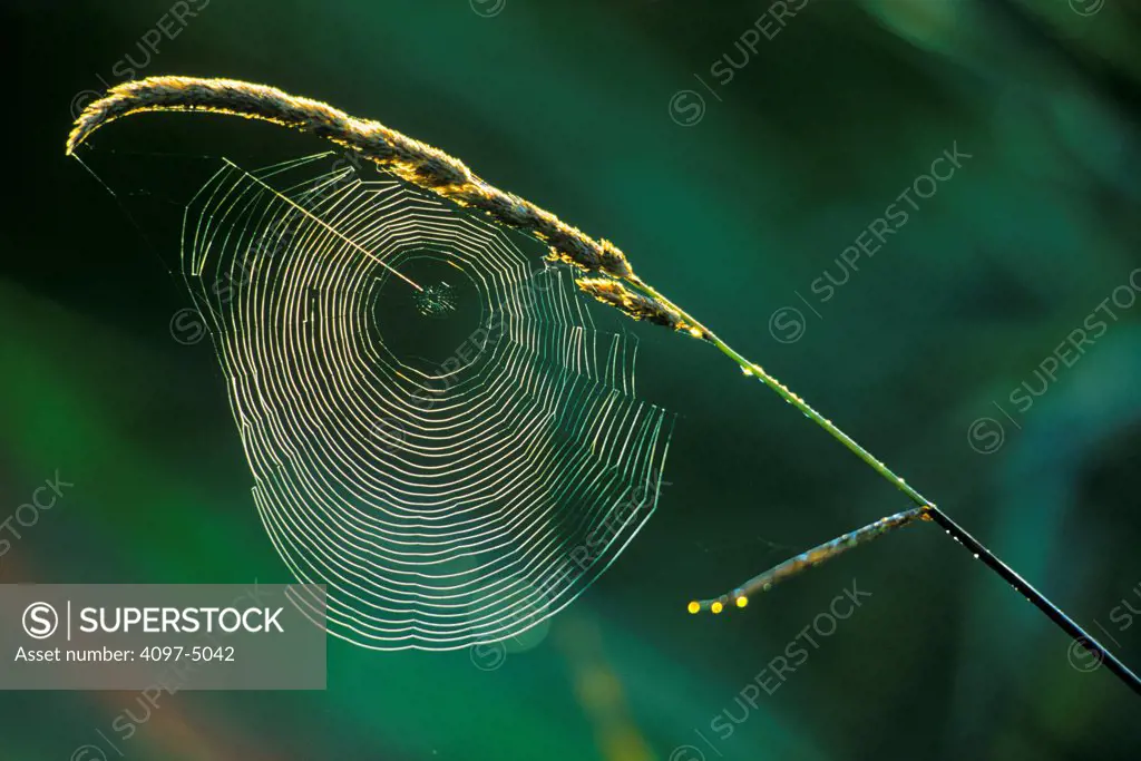 Canada, British Columbia, Vancouver Island, Close-up view of spider web