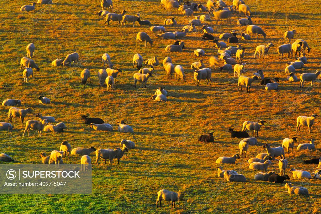 Canada, British Columbia, Vancouver Island, Flock of sheeps grazing on field