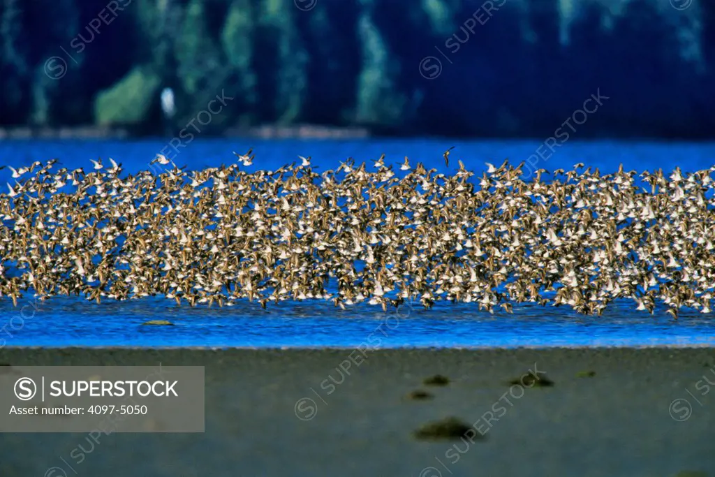 Canada, British Columbia, Vancouver Island, Birds on lake shore