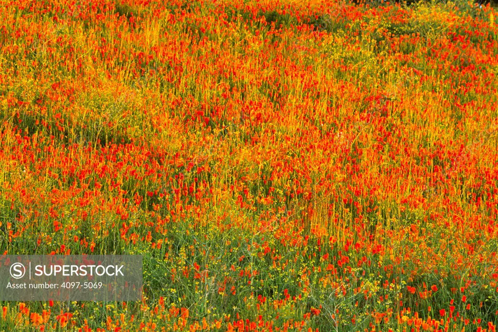 Canada, British Columbia, Vancouver Island, Victoria, View of poppy field