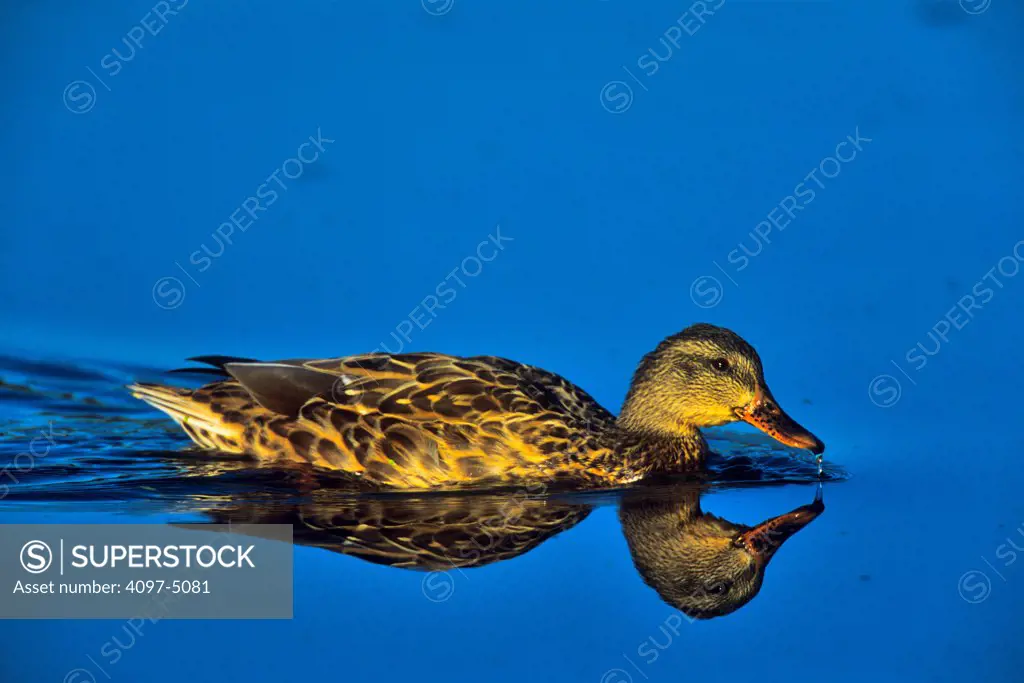 Canada, British Columbia, Vancouver Island, Mallard Duck