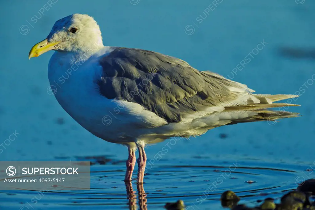 Canada, British Columbia, Vancouver Island, Glaucous Winged Gull wading in water